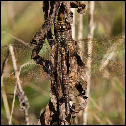 Shadow Darner