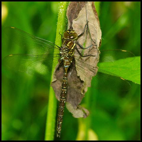 Shadow Darner