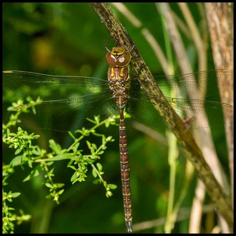 Shadow Darner