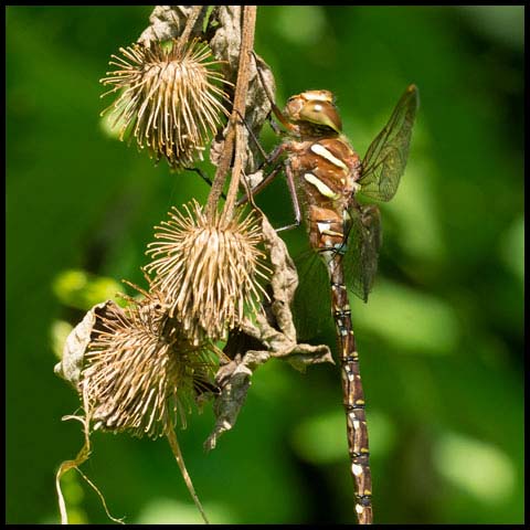 Shadow Darner