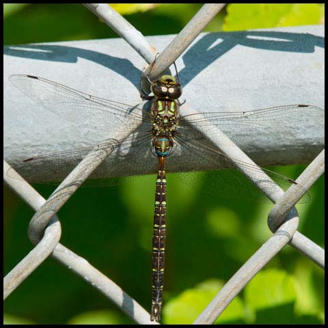 Shadow Darner