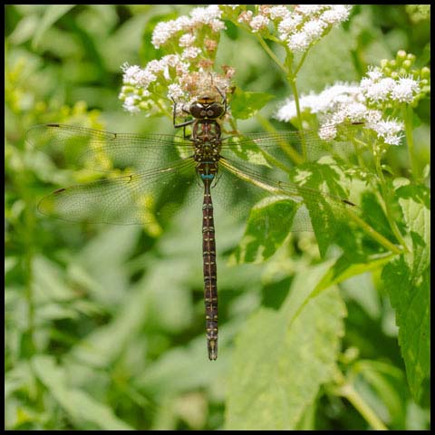 Shadow Darner