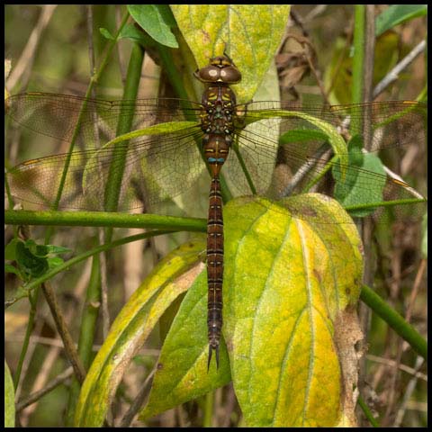 Shadow Darner