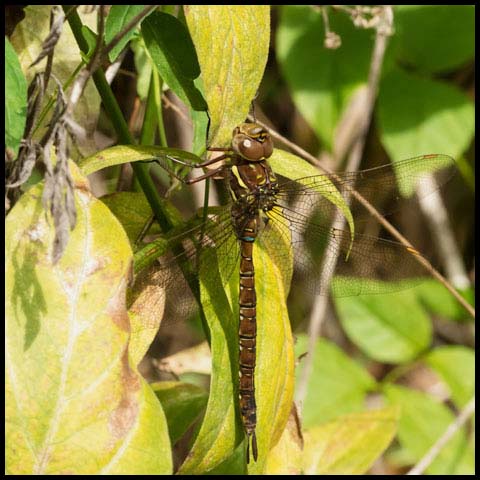 Shadow Darner