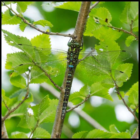 Shadow Darner