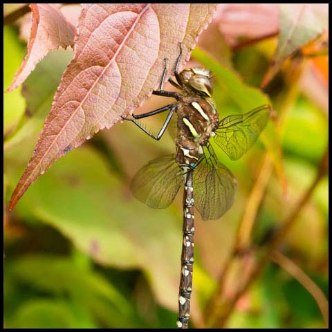 Shadow Darner