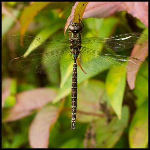 Shadow Darner