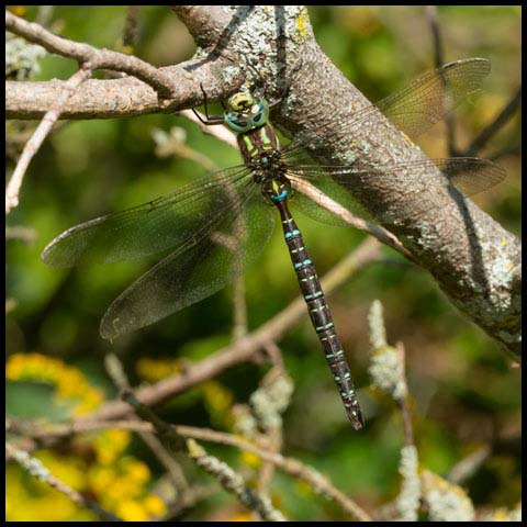 Shadow Darner