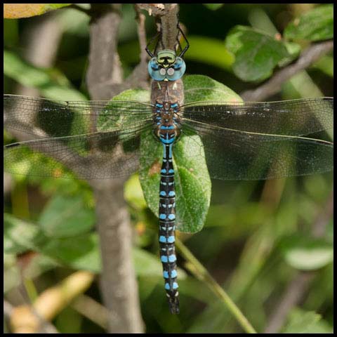 Variable Darner