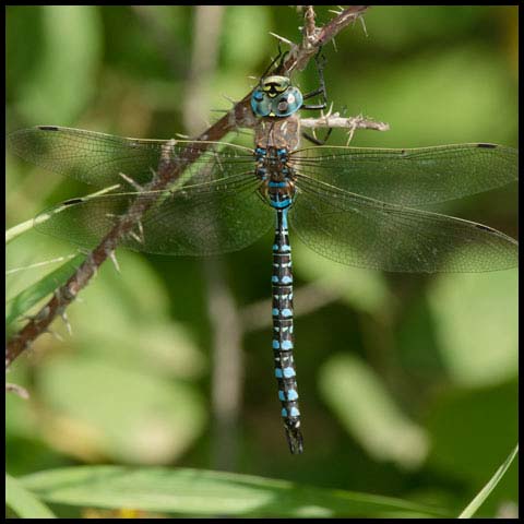 Variable Darner