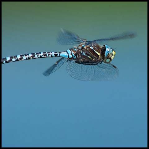 Variable Darner