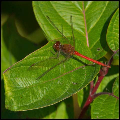 Autumn Meadowhawk