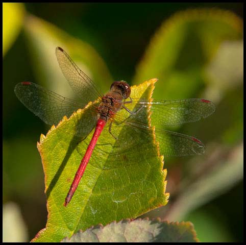 Autumn Meadowhawk