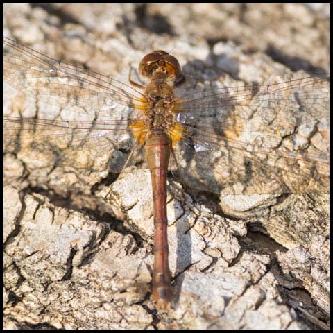 Autumn Meadowhawk