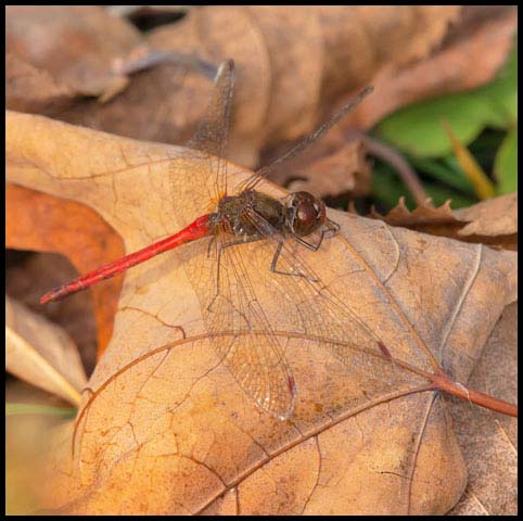 Autumn Meadowhawk