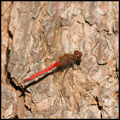 Autumn Meadowhawk