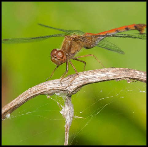 Autumn Meadowhawk