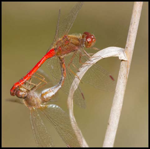 Autumn Meadowhawk