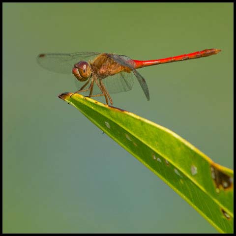 Autumn Meadowhawk