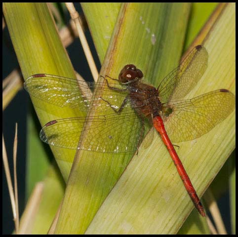 Autumn Meadowhawk