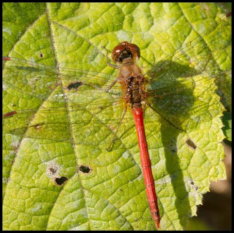 Autumn Meadowhawk