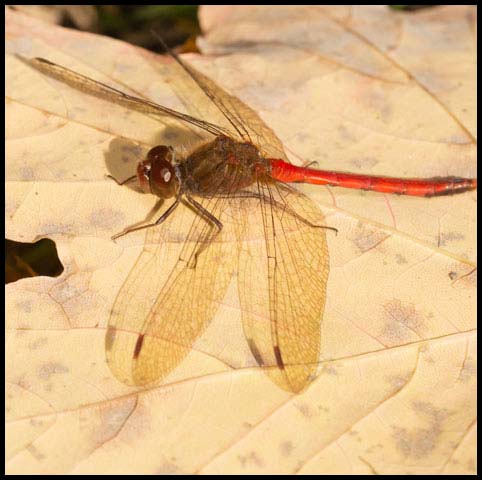 Autumn Meadowhawk