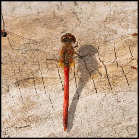 Autumn Meadowhawk