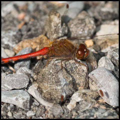 Autumn Meadowhawk