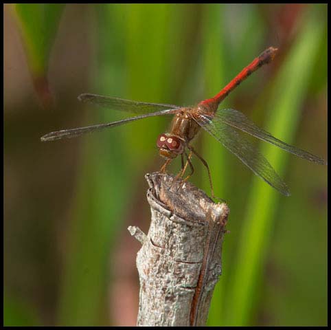 Autumn Meadowhawk