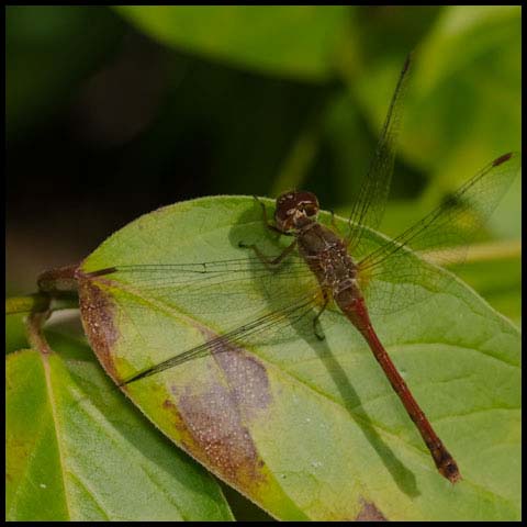 Autumn Meadowhawk