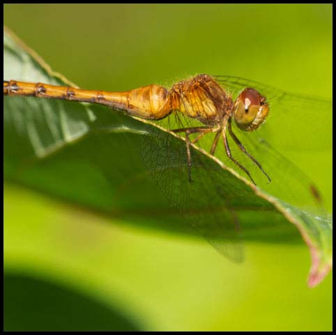 Autumn Meadowhawk