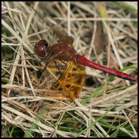 Band-winged Meadowhawk