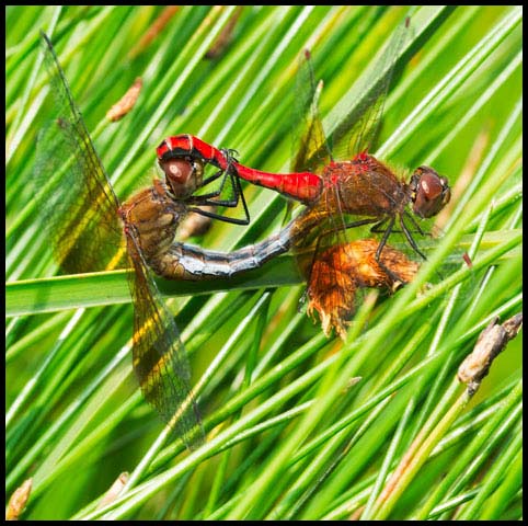 Band-winged Meadowhawk