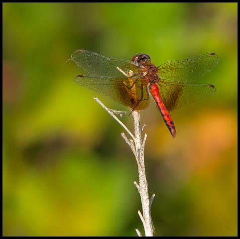 Band-winged Meadowhawk