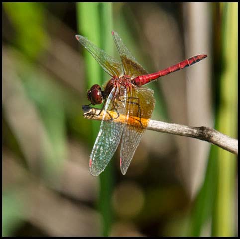 Band-winged Meadowhawk