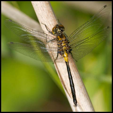 Belted Whiteface