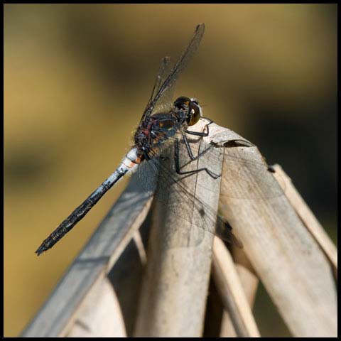 Belted Whiteface