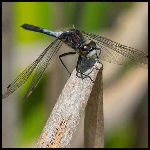 Belted Whiteface