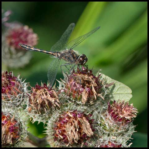 Black Meadowhawk