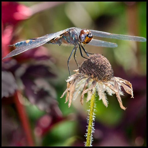 Black Saddlebags