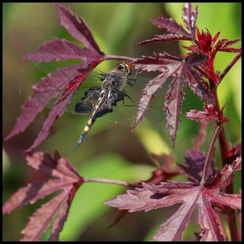 Black Saddlebags