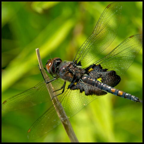 Black Saddlebags