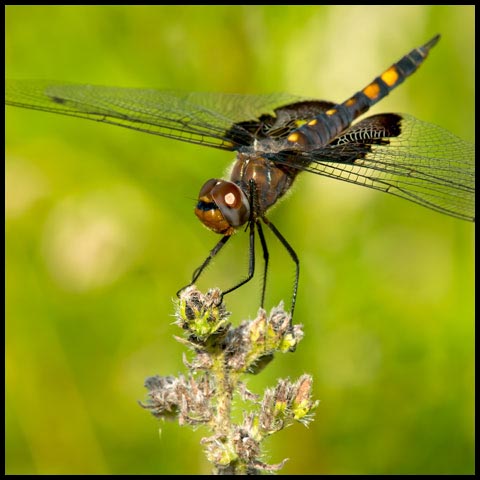 Black Saddlebags