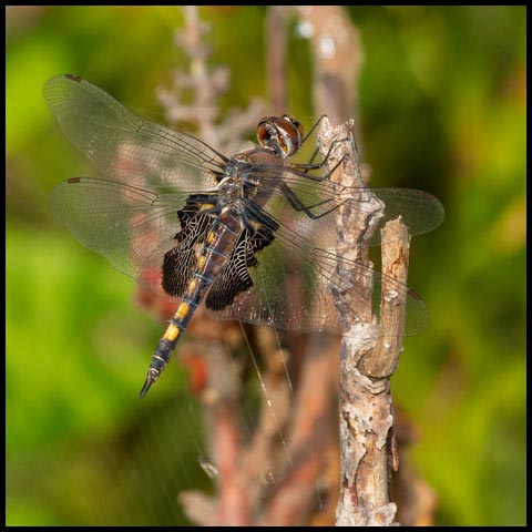 Black Saddlebags