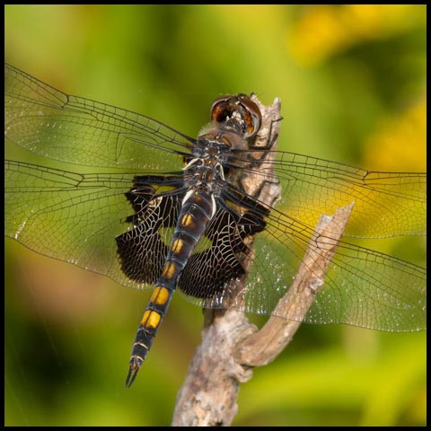 Black Saddlebags