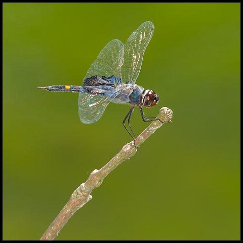 Black Saddlebags