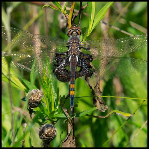 Black Saddlebags