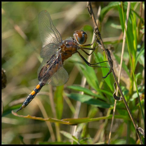 Black Saddlebags