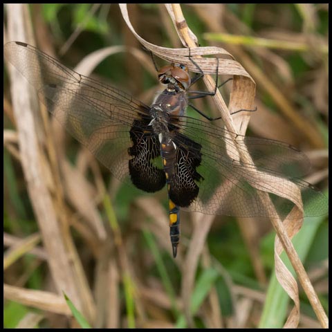 Black Saddlebags