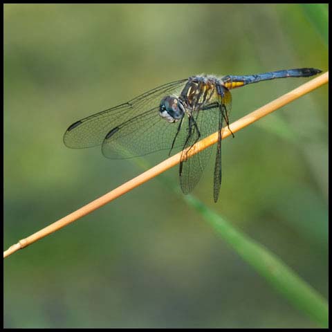 Blue Dasher Dragonfly